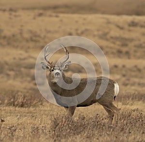 Big mule deer buck during the rut