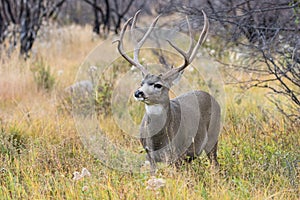 Big mule deer buck in rut