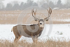 Big Mule Deer Buck