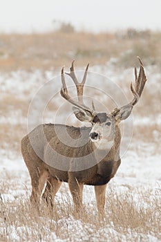 Big Mule Deer Buck