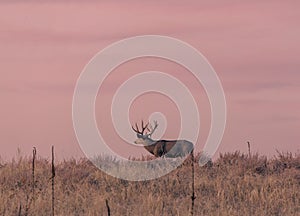 Mule Deer Buck at Sunset in Fall