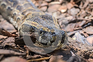 Big multi-colored python snake crawling on the ground