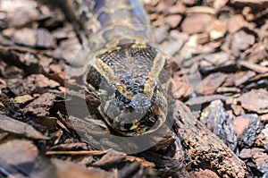 Big multi-colored python snake crawling on the ground