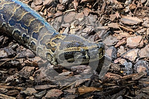 Big multi-colored python snake crawling on the ground