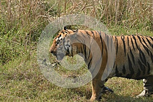 A big muscular male tiger passing through grassland of Tadoba
