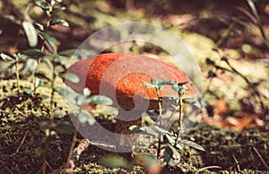 Big mushroom aspen forest in autumn. Forest mushroom picking season. Leccinum aurantiacum. Red-capped scaber stalk