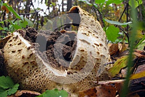 Big mushroom bursting when ripe spores. Mushroom family Handkea utriformis, Lycoperdon utriforme, Lycoperdon coelatum, Calvatia