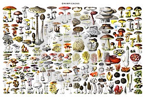 Big Mushroom collage with all different mushrooms. Autumn mushrooms view. Mushroom collection hand drawn illustrations. / Antique