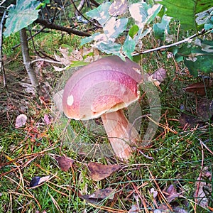 Big mushroom in forest