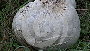 Big mushroom giant puffball langermannia gigantea