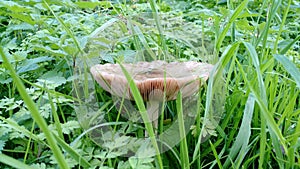 Big mushroom in grass growing well
