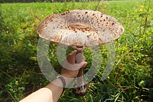 Big mushroom in hand Macrolepiota procera, the parasol mushroom