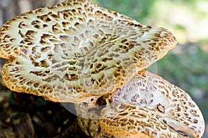 Big mushroom hat white brown pattern on the surface macro natural background vegetable eco