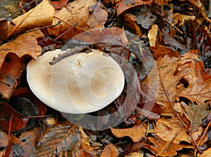 Big mushroom in the leaves