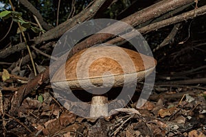 Big mushroom Leccinum boletus edulis or Leccinum aurantiacum in the dark forest. Mushroom  closeup. Soft selective focus