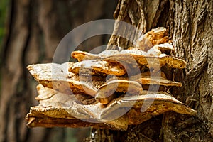 Big mushroom on tree