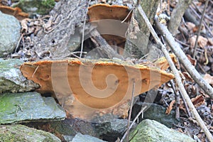 Big mushroom on the trunk of the tree