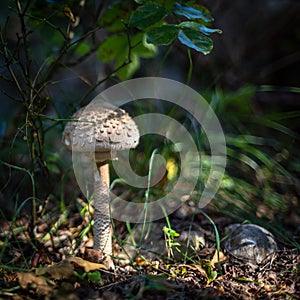 Big mushroom in the wood photo