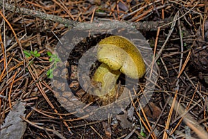 Big mushroom Yellow Knight Tricholoma equestre and pine cone closeup. photo