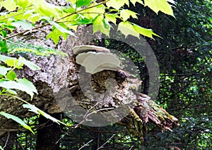 Big mushrooms attach on an old natural tree