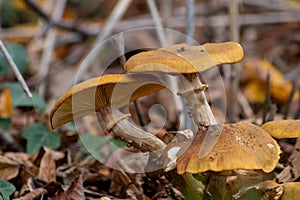 Big mushrooms in a forest found on mushrooming tour in autumn with brown foliage in backlight on the ground in mushroom season