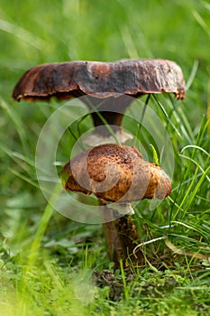 Big mushrooms in a forest found on mushrooming tour in autumn with brown foliage in backlight on the ground in mushroom season