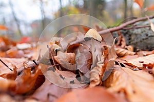 Big mushrooms in a forest found on mushrooming tour in autumn with brown foliage in backlight on the ground in mushroom season