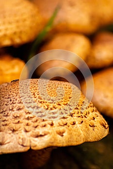 Big mushrooms in a forest found on mushrooming tour in autumn with brown foliage in backlight on the ground in mushroom season as