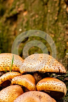 Big mushrooms in a forest found on mushrooming tour in autumn with brown foliage in backlight on the ground in mushroom season as