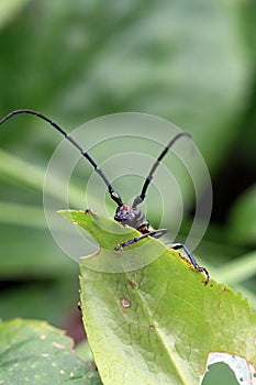 A big musk beetle