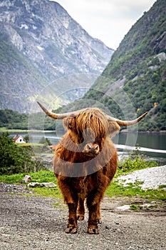 Big musk ox in its habitat, Natural landscape on the background