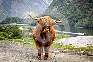 Big musk ox in its habitat, Natural landscape on the background