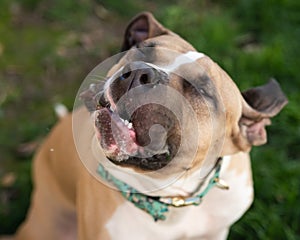 Big Mutt Shaking His Floppy Ears and Jowls