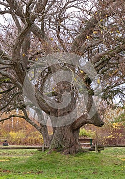 A big mystic oak tree with dying branches in the park. Autumn season