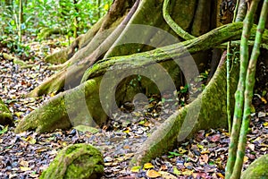 big mystical tree roots or stems covered with green moss and lichen in rainforest National park Periyar Wildlife Sancturary, India