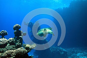 Big napoleon fish in the corals