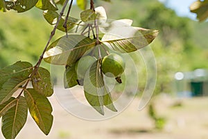 Big native guava on a tree in the Philippines