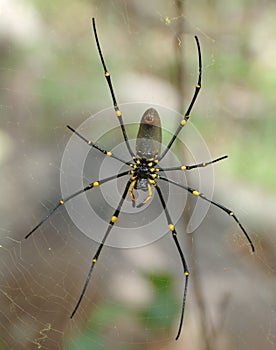 Big nephile spider