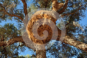 Big nest. Namibia