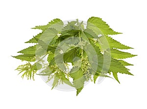 Big nettle herb plant