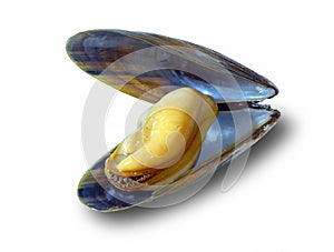 The big New Zealand mussel