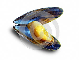 The big New Zealand mussel
