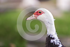 Big nice beautiful fattened black and white musk duck head on bl