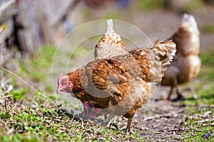 Big nice beautiful red brown hens feeding outdoors in green mead