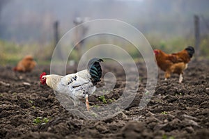 Big nice beautiful white and black rooster and hens feeding outdoors in plowed field on bright sunny day on blurred colorful rural