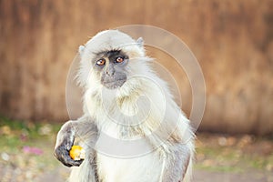 Big and nice gray monkey in jaipur