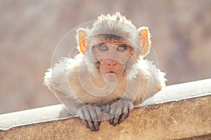 Big and nice gray monkey in jaipur