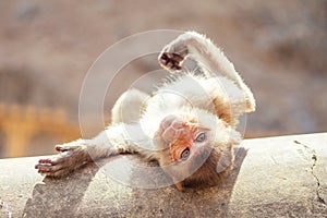 Big and nice gray monkey in jaipur