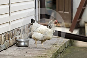 Big nice hen drinking water from pan outdoors in yard on bright