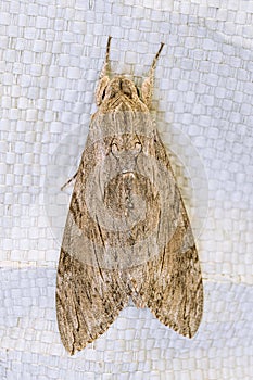 Big night hairy owl moth field gray. Large sleeping noctuidae top view.